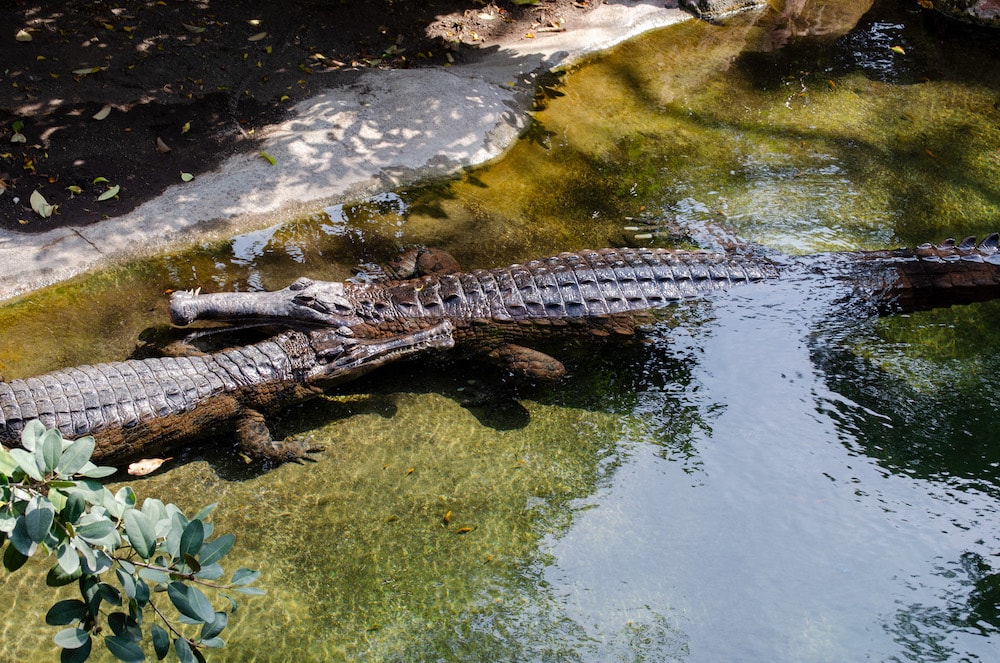 TOMISTOMA5