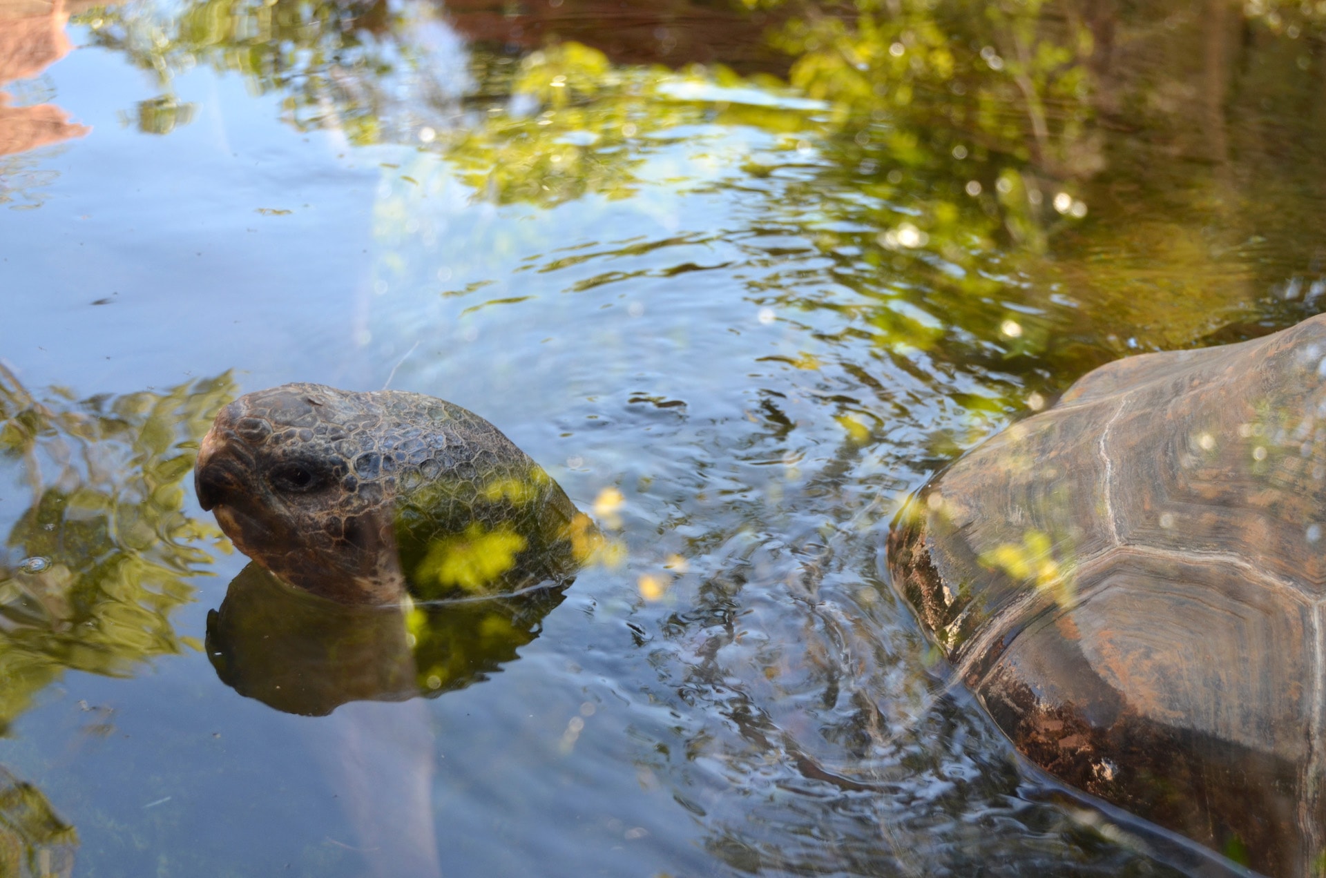 TORTUGA GALAPAGOS4