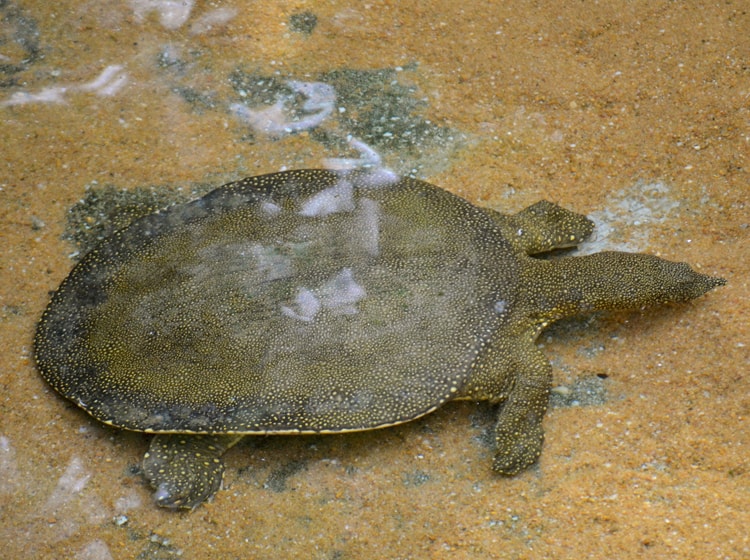 Tortuga de caparazón blando2