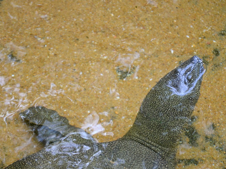 Tortuga de caparazón blando3