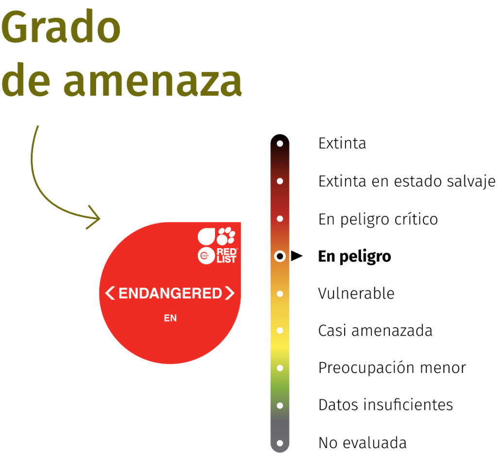 Indian flying fox - BIOPARC Fuengirola