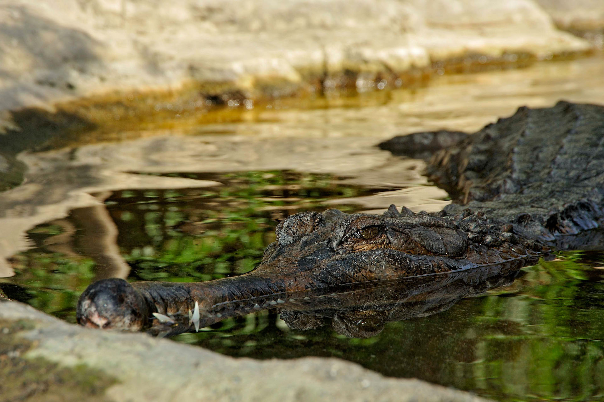 tomistoma