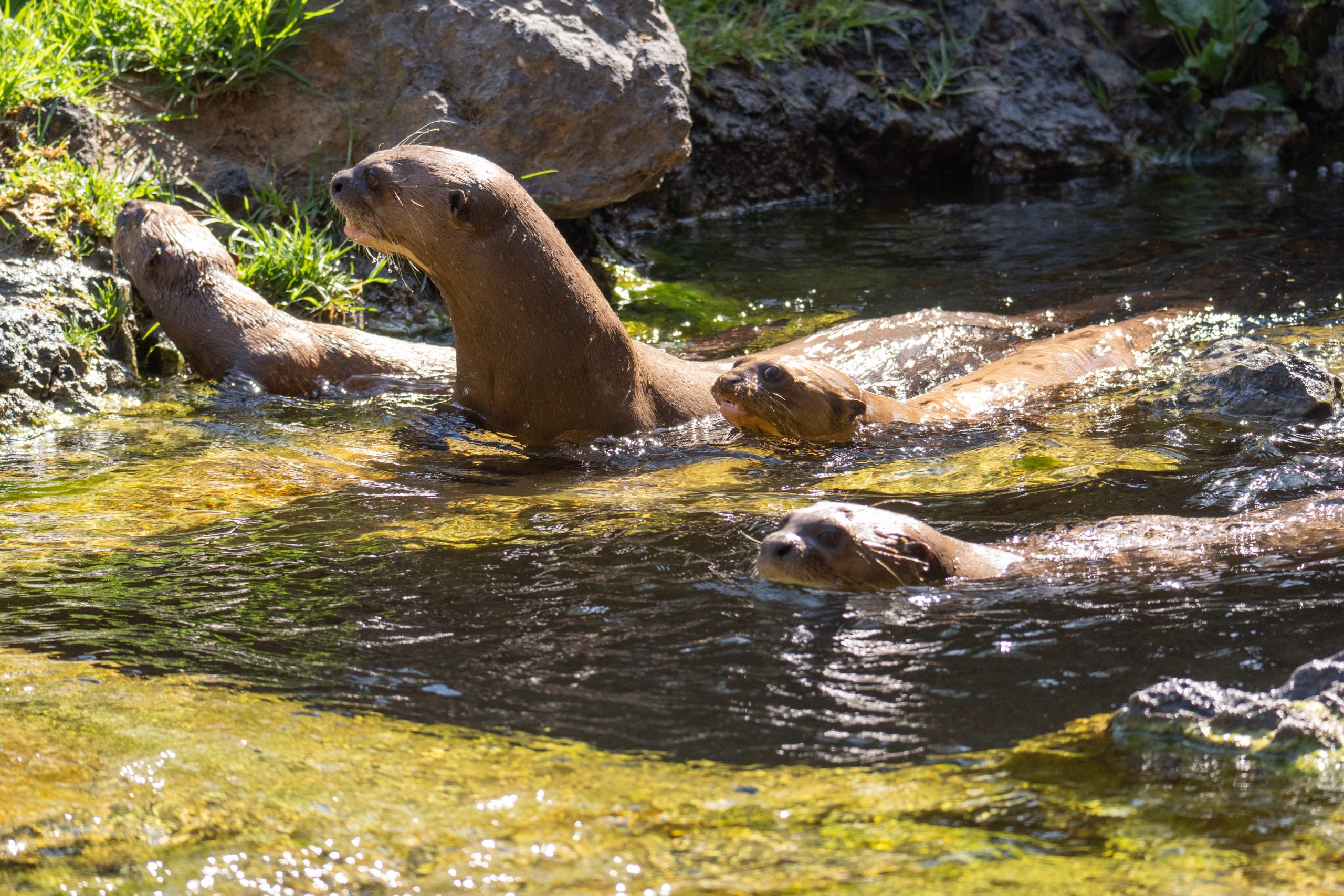 Nutria gigante del Amazonas