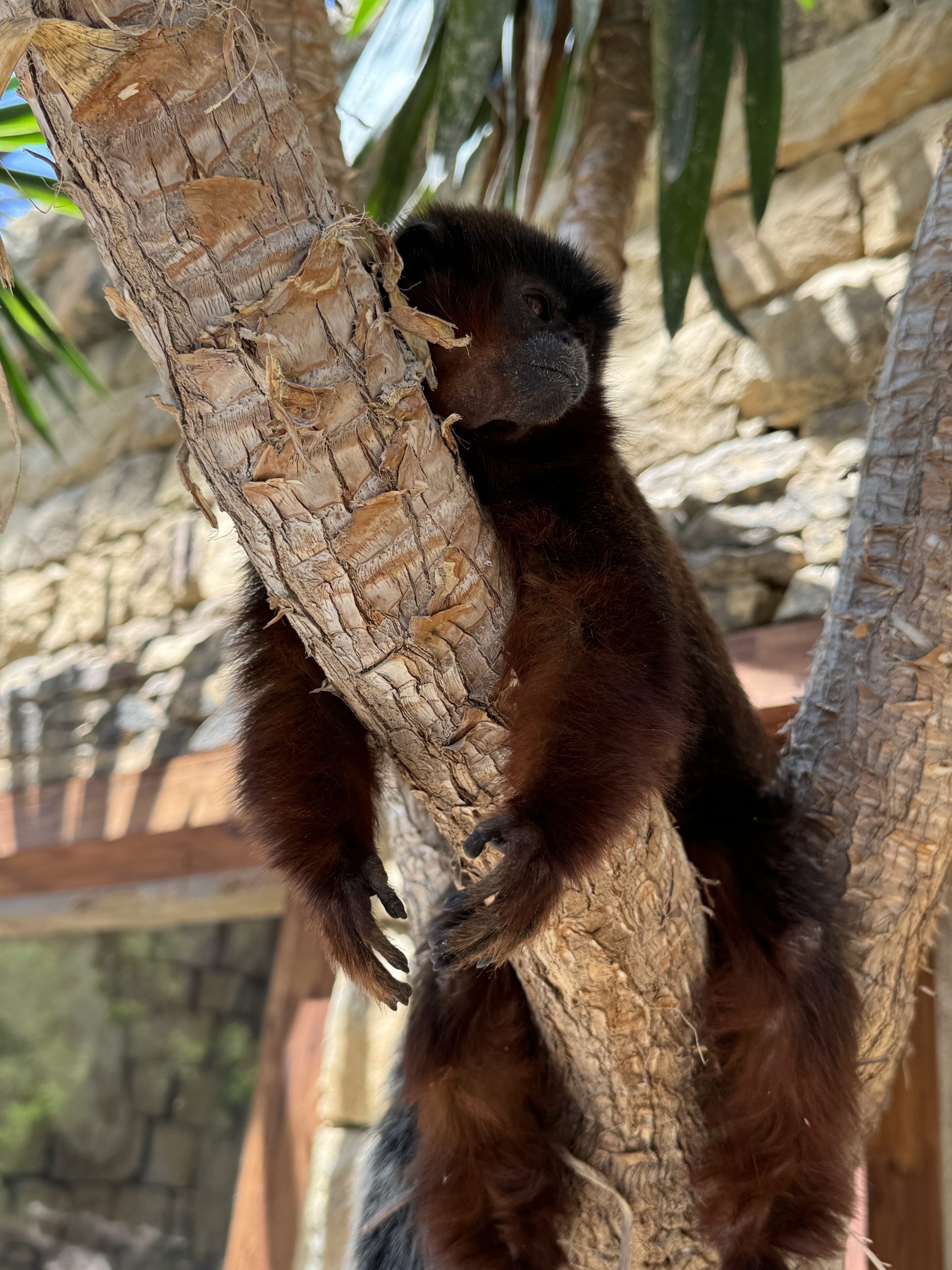 SOCAYO ROJO (PADRE) (2)