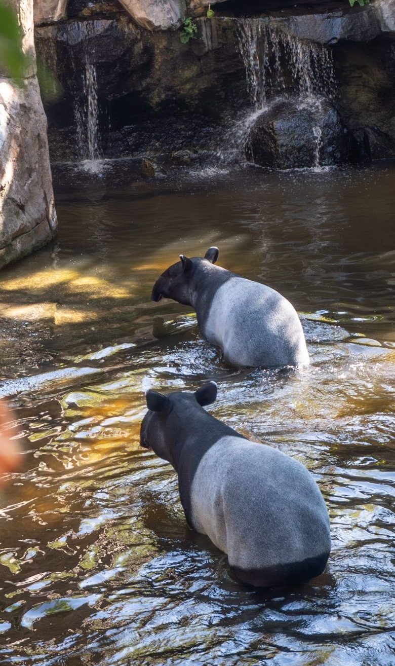 Tari cumple un año Bioparc Fuengirola (1)