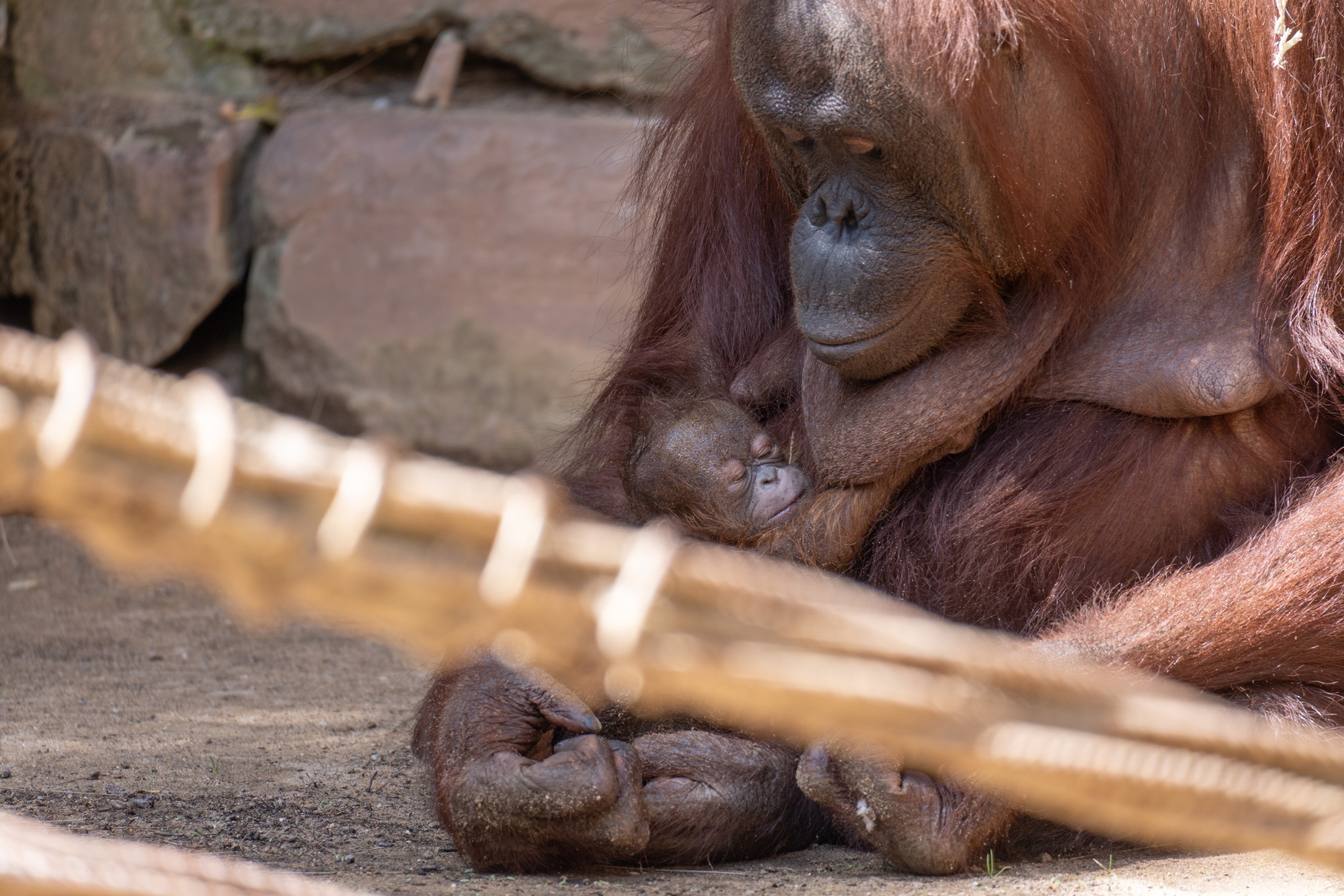 cria orangutan borneo bioparc fuengirola