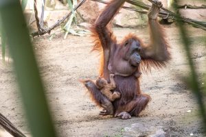 cria orangutan borneo bioparc fuengirola
