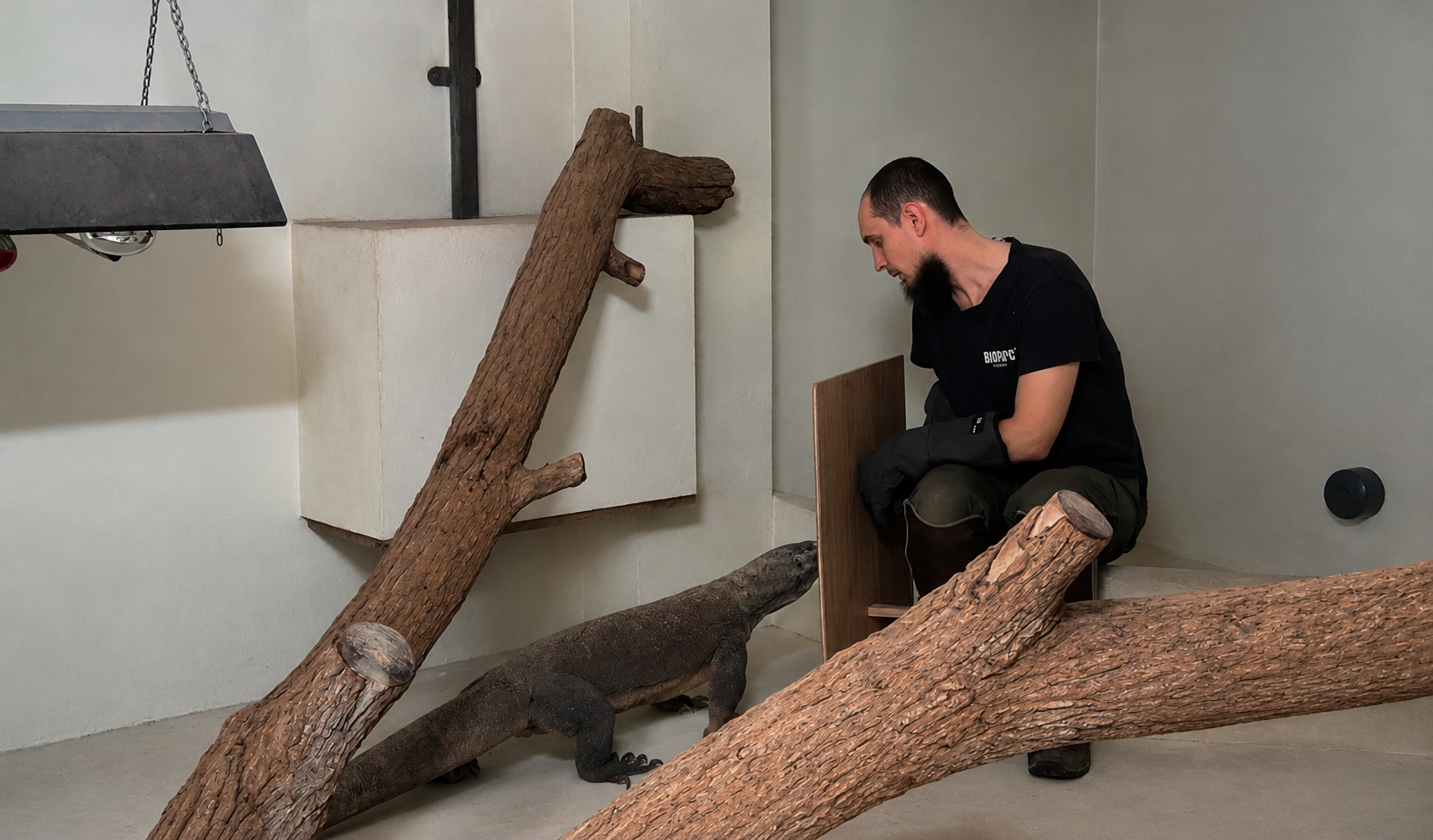 Ecografía preventiva a Ora dragon de komodo hembra en Bioparc fuengirola