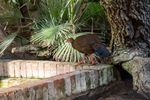 faisan edwards reintroduccion bioparc fuengirola