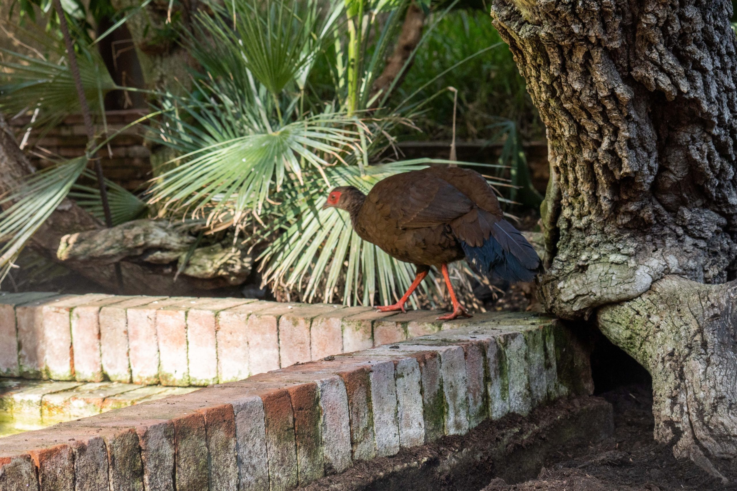 faisan edwards reintroduccion bioparc fuengirola