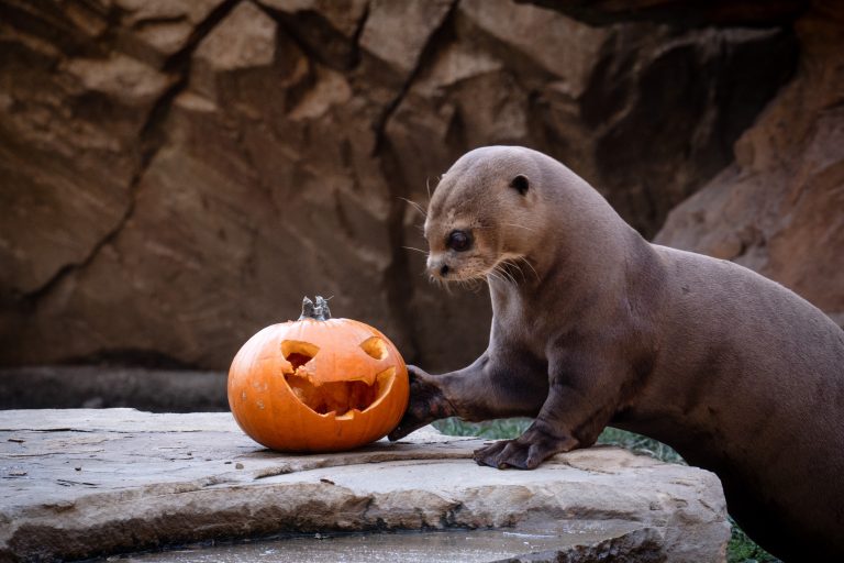 nutria halloween_2